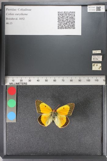 Media type: image;   Entomology 119358